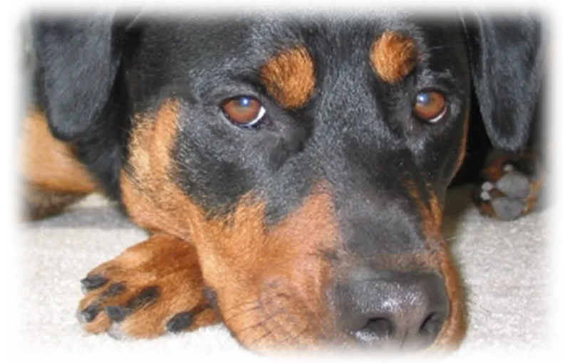 Close up of a dog lying down