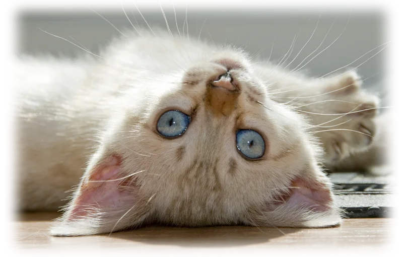 A white cat with blue eyes lying on its back