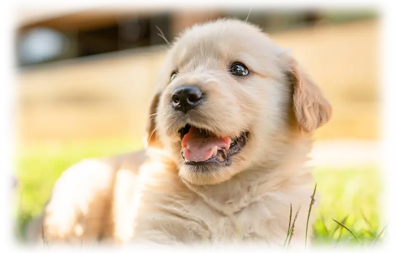 Puppy lying on grass