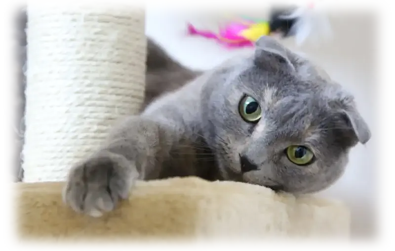 Playful grey cat