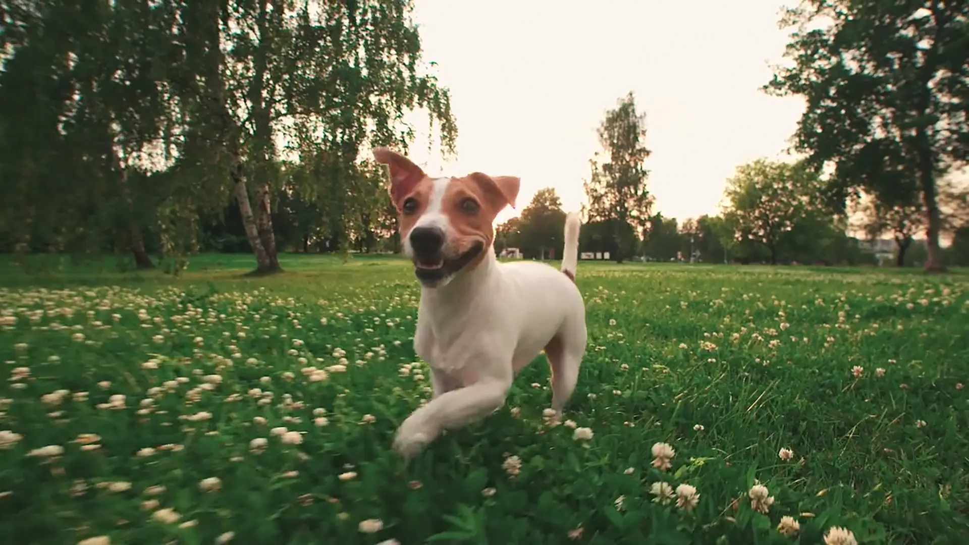 Jack Russel running through a field of flowers