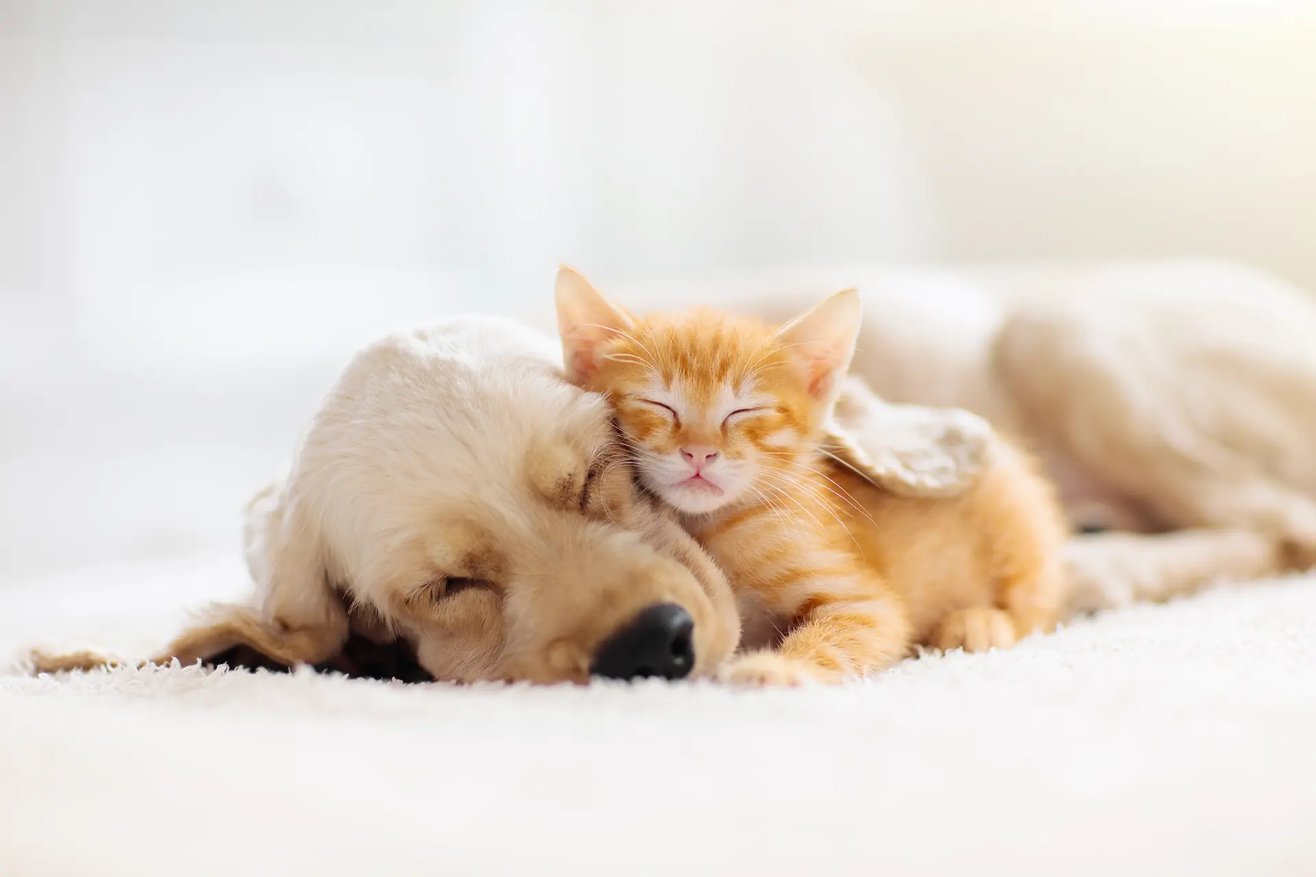 Puppy and kitten taking a nap