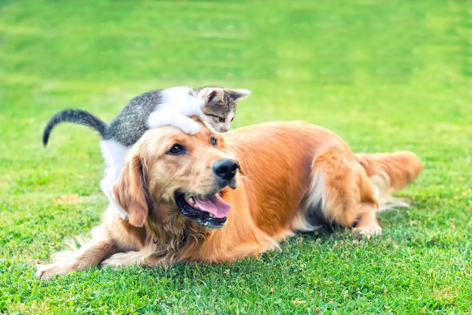 Kitten playfully climbing on a dog