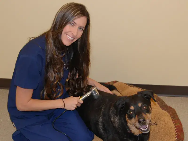 Our sweet Alkaia enjoying her Laser treatment in our Laser Therapy suite...