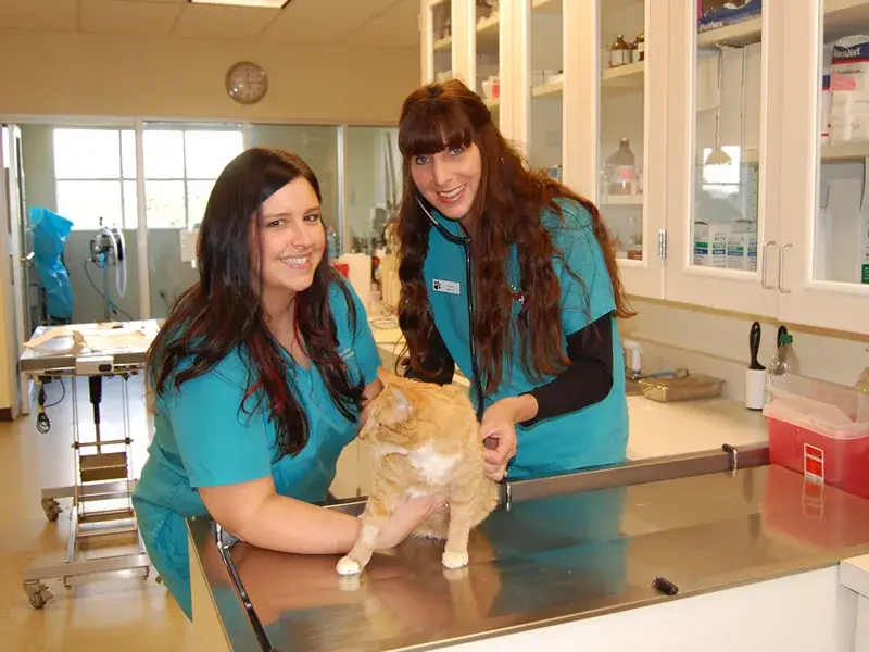 One of our cute clinic kitty's having his annual wellness exam in our spacious