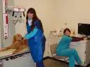 8-bella-with-our-experienced-in-patient-nurses-getting-ready-for-her-digital-x-rays